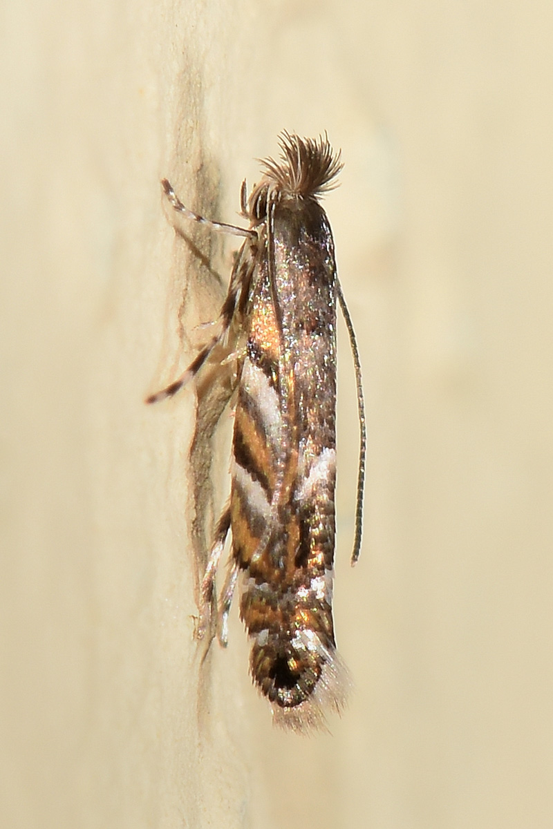 Gracillariidae: Phyllonorycter robiniella?